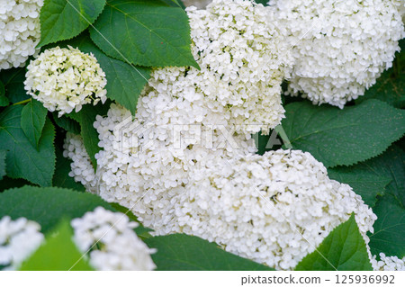 Hydrangea Flowers, Blooming White Hortensia, Hydrangea Paniculata Flower Closeup, Large Inflorescences 125936992