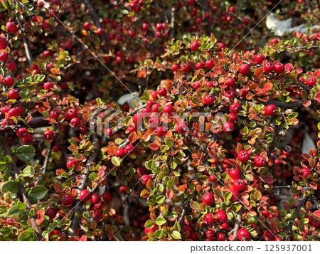 Pyracantha orange berries, firethorn decorative fruits, bright bush in autumn garden, red pyracantha Pyracantha orange berries, firethorn decorative fruits, bright bush in autumn garden, red pyracantha 125937001