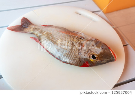Red Snapper fish close up, Lutjanus or seabream, Sebastes fresh sea food, raw uncooked 125937004
