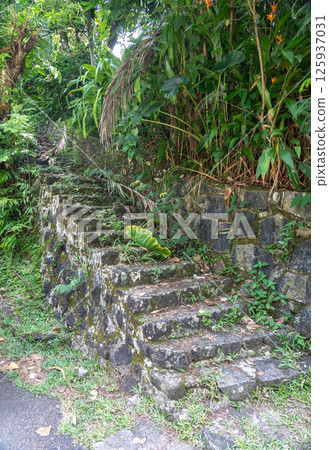 Old mossy stone steps on Anse Major trail in Seychelles surrounded by lush tropical vegetation 125937031