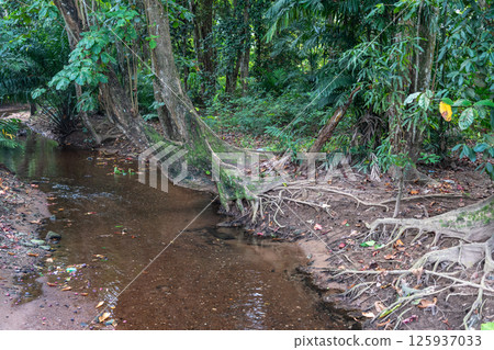 Shallow tropical stream in Seychelles jungle with exposed tree roots, muddy banks 125937033