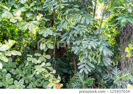 Tamarind tree foliage with curled green pods and compound leaves 125937034