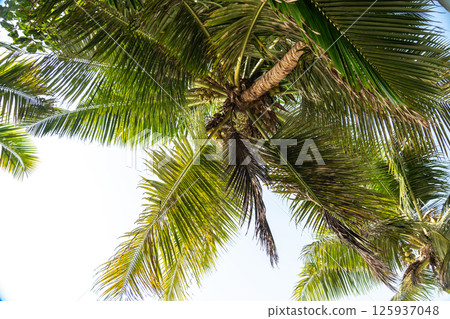 Overhead view of lush green palm fronds and coconuts swaying under bright tropical sunlight Overhead view of lush green palm fronds and coconuts swaying under bright tropical sunlight 125937048