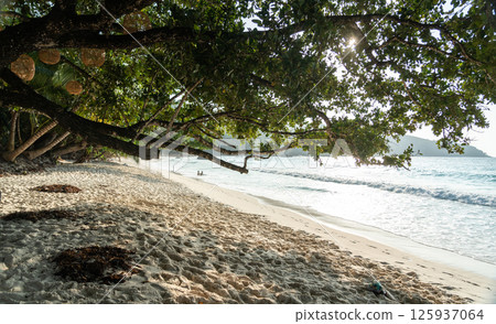 Anse Lazio beach on Seychelles with seaweed piles on sand during offseason, shaded by tropical trees 125937064