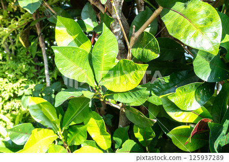 Codiaeum variegatum plant with glossy green and yellow leaves growing in a tropical garden Codiaeum variegatum plant with glossy green and yellow leaves growing in a tropical garden 125937289