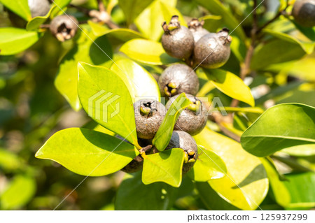 Close-up of tropical myrtle fruits and green leaves on a wild shrub in Seychelles 125937299