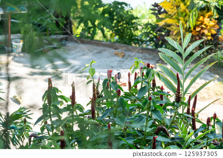 Tropical costus plant with red flowers visited by a sunbird in a lush garden in Seychelles Tropical costus plant with red flowers visited by a sunbird in a lush garden in Seychelles 125937305
