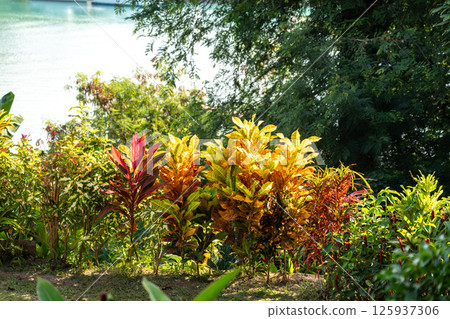 Colorful croton plant with variegated leaves in green, red, and yellow tones growing outdoors Colorful croton plant with variegated leaves in green, red, and yellow tones growing outdoors 125937306
