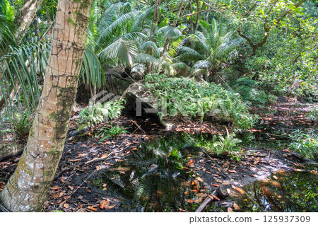 Tropical swamp in Seychelles with palms, ferns, and shallow water, featuring reflections Tropical swamp in Seychelles with palms, ferns, and shallow water, featuring reflections 125937309