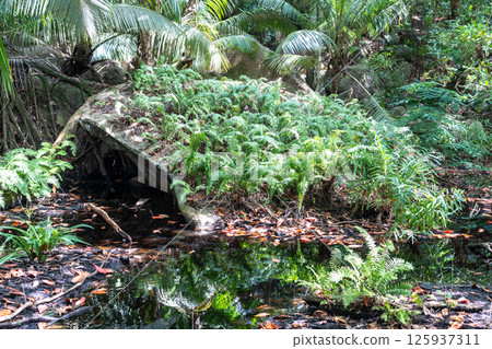 Tropical swamp with stagnant water in a dense jungle, a potential mosquito breeding site 125937311