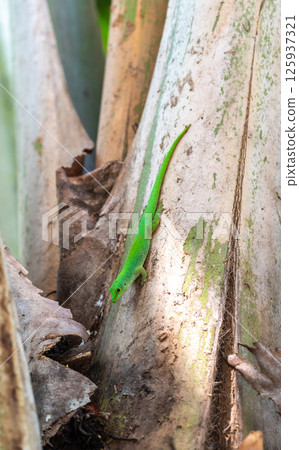 Bright green gecko on the trunk of a tropical tree in Seychelles forest Bright green gecko on the trunk of a tropical tree in Seychelles forest 125937321