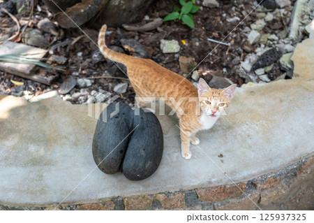 Stray ginger cat standing next to a large coco de mer nut in Fond Ferdinand Nature Reserve Stray ginger cat standing next to a large coco de mer nut in Fond Ferdinand Nature Reserve 125937325