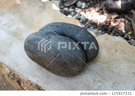 Coco de Mer seed on stone bench in Fond Ferdinand Nature Reserve on Praslin Island 125937331