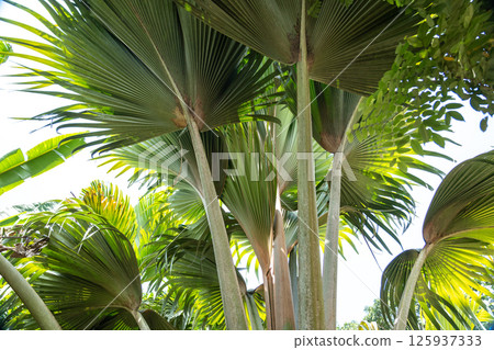 Fan-shaped leaves of Coco de Mer palm in Fond Ferdinand Nature Reserve on Praslin Island 125937333