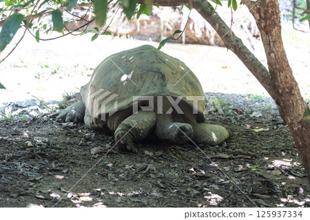 Aldabra giant tortoise resting in shade at Fond Ferdinand Nature Reserve on Praslin Island Aldabra giant tortoise resting in shade at Fond Ferdinand Nature Reserve on Praslin Island 125937334