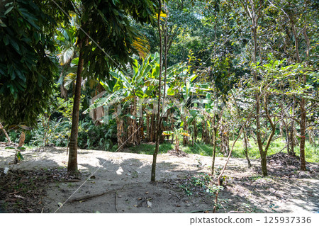 Tropical forest clearing in Fond Ferdinand Nature Reserve on Praslin Island, Seychelles 125937336
