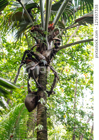 Coco de mer palm tree with hanging double coconut fruits in the tropical forest Coco de mer palm tree with hanging double coconut fruits in the tropical forest 125937338