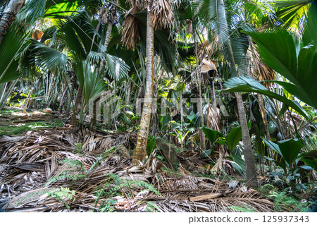 Dense palm forest with thick vegetation, tall trees, and dry fallen leaves 125937343