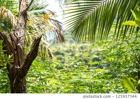 Lush tropical vegetation with palm fronds and forest canopy in Seychelles jungle 125937344