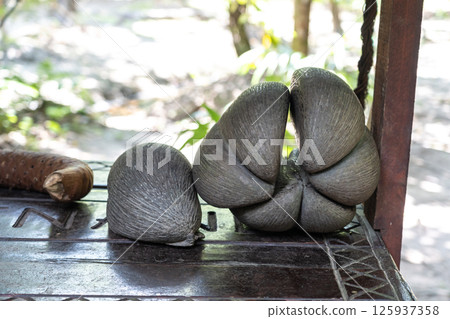 Rare Coco de Mer nut from Seychelles with natural brown shell, tropical exotic texture 125937358