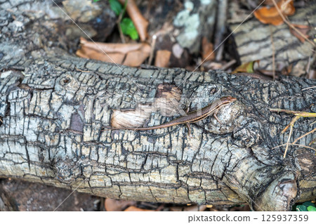 Brown skink lizard on cracked wood bark in tropical forest of Seychelles 125937359