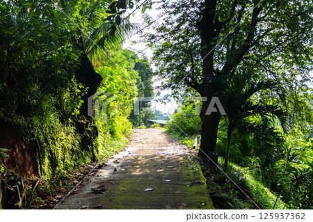 Rural road through tropical jungle on Praslin island in Seychelles leading to local houses Rural road through tropical jungle on Praslin island in Seychelles leading to local houses 125937362