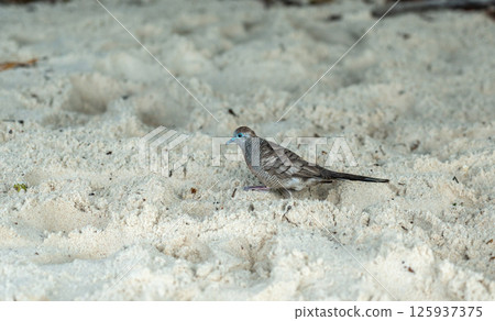 Zebra dove walking on tropical sandy beach in Seychelles, showing delicate feathers, blue beak Zebra dove walking on tropical sandy beach in Seychelles, showing delicate feathers, blue beak 125937375