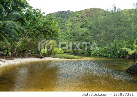 Tropical swamp with lush green vegetation, calm brownish water, hills and rainforest 125937381