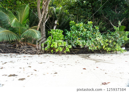 Tropical vegetation with palm trees and dense forest roots growing along a sandy beach Tropical vegetation with palm trees and dense forest roots growing along a sandy beach 125937384