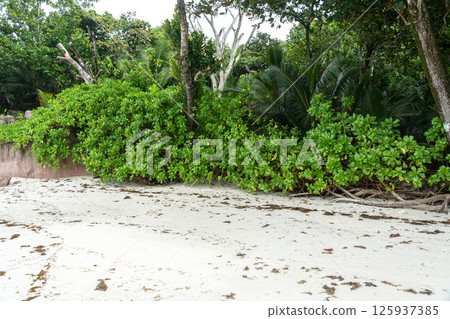 Tropical vegetation with palm trees and dense forest roots growing along a sandy beach 125937385