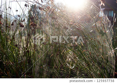 spider web and spider in the grass 125937738