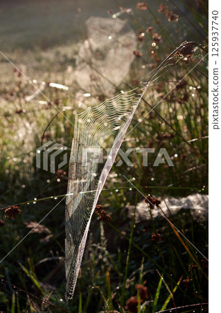spider web and spider in the grass 125937740