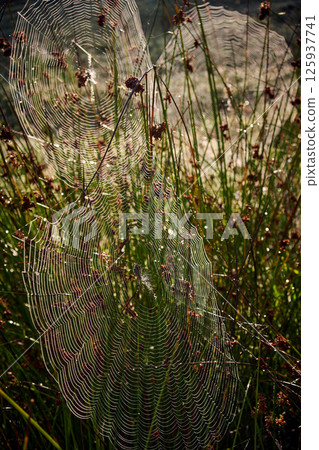 spider web and spider in the grass 125937741
