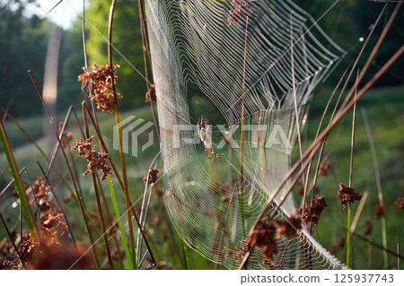 spider web and spider in the grass 125937743