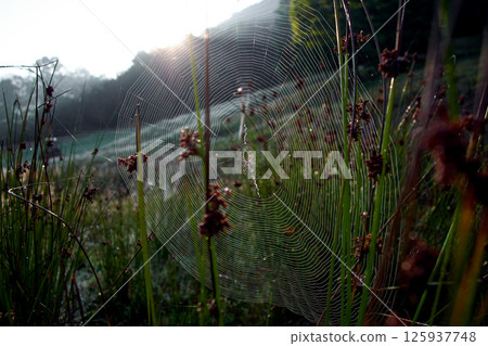 spider web and spider in the grass spider web and spider in the grass 125937748