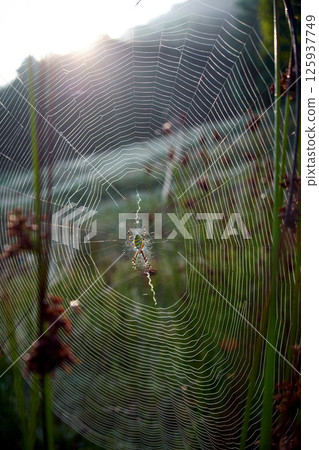 spider web and spider in the grass 125937749