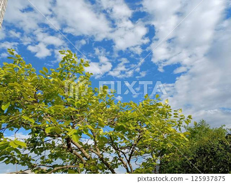 新綠時節:四月,柿子樹,藍天 新綠時節:四月,柿子樹,藍天 125937875