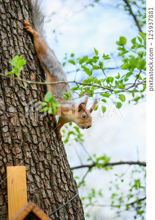 Squirrel climbing down tree and reaching for branch. 125937881