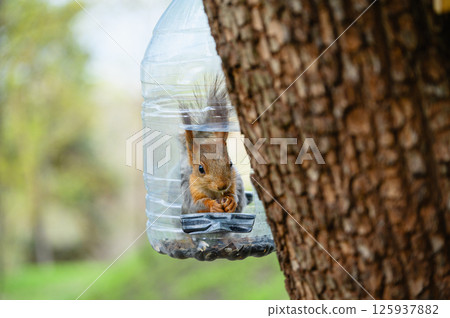 Squirrel eating inside plastic bottle bird feeder on tree. 125937882