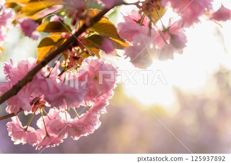 Close-up of sakura flowers glowing in sunset backlight. Close-up of sakura flowers glowing in sunset backlight. 125937892