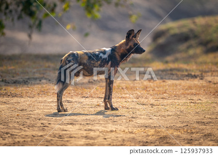 African wild dog stands backlit in profile African wild dog stands backlit in profile 125937933