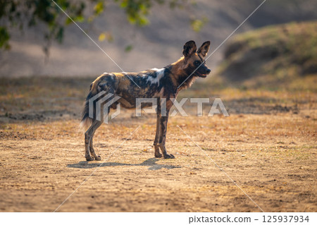 African wild dog stands backlit opening mouth African wild dog stands backlit opening mouth 125937934