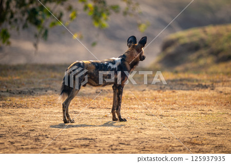 African wild dog stands backlit turning away African wild dog stands backlit turning away 125937935