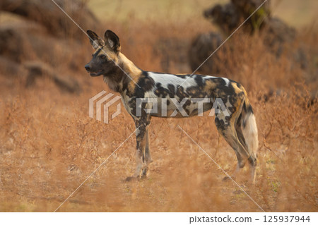 African wild dog stands in low bushes 125937944
