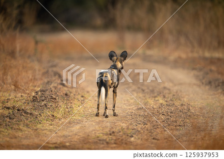 African wild dog stands looking along track 125937953