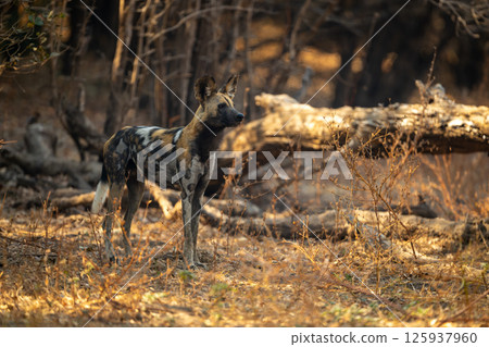 African wild dog stands near dead tree 125937960