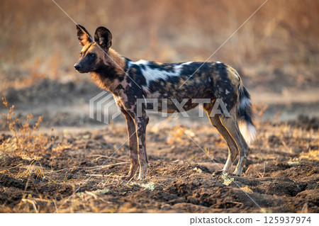 African wild dog stands on uneven ground 125937974