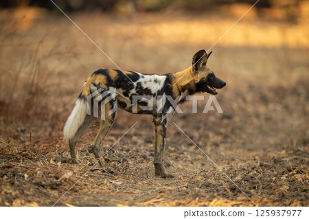 African wild dog stands staring in clearing African wild dog stands staring in clearing 125937977