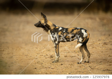 African wild dog stands staring in profile 125937978