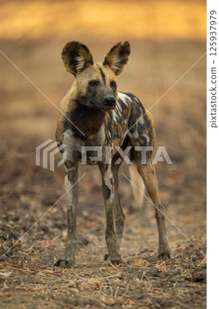 African wild dog stands staring in shade 125937979